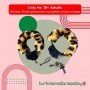 Fetish Fantasy Furry Cuffs in Leopard BDP-005